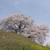 古墳の桜