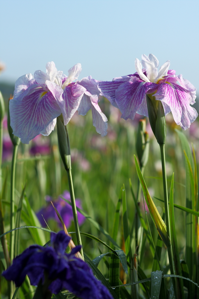 雨上がりの花菖蒲２