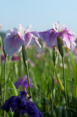 雨上がりの花菖蒲２