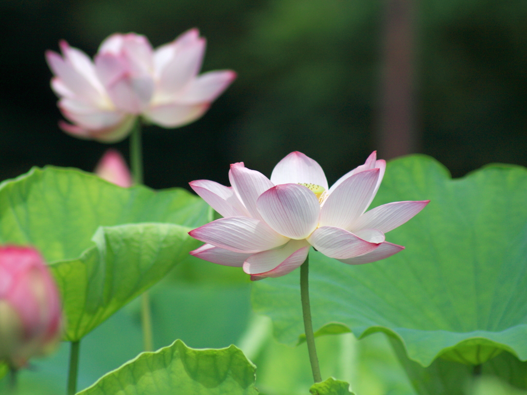 蓮の花