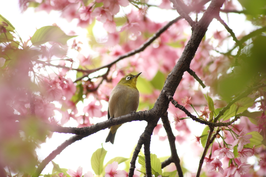 早桜の終わりに