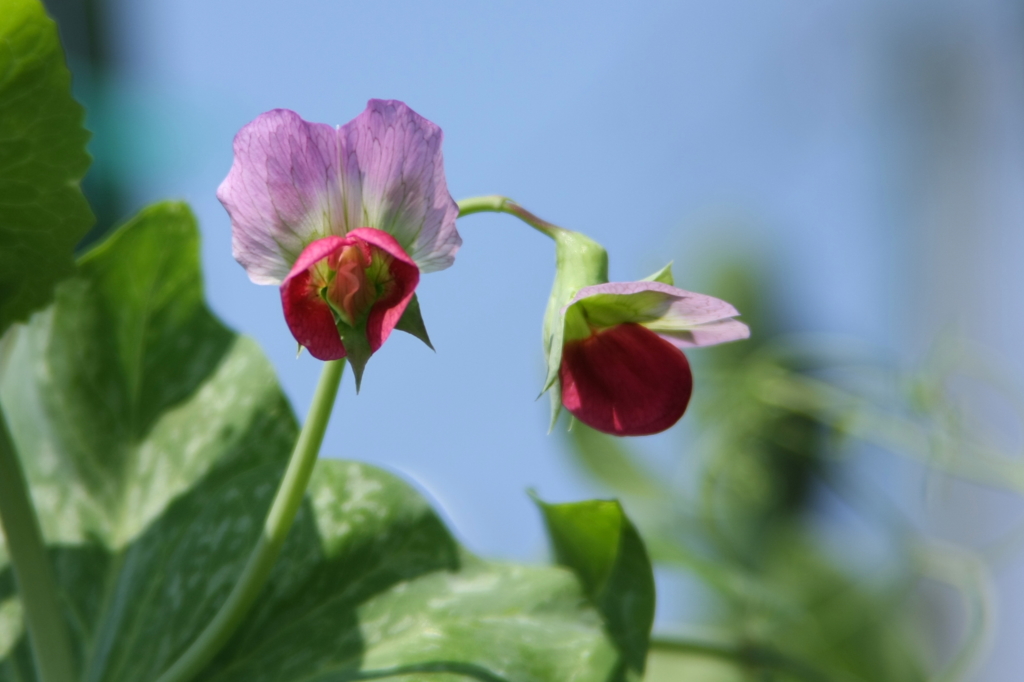 エンドウマメの花