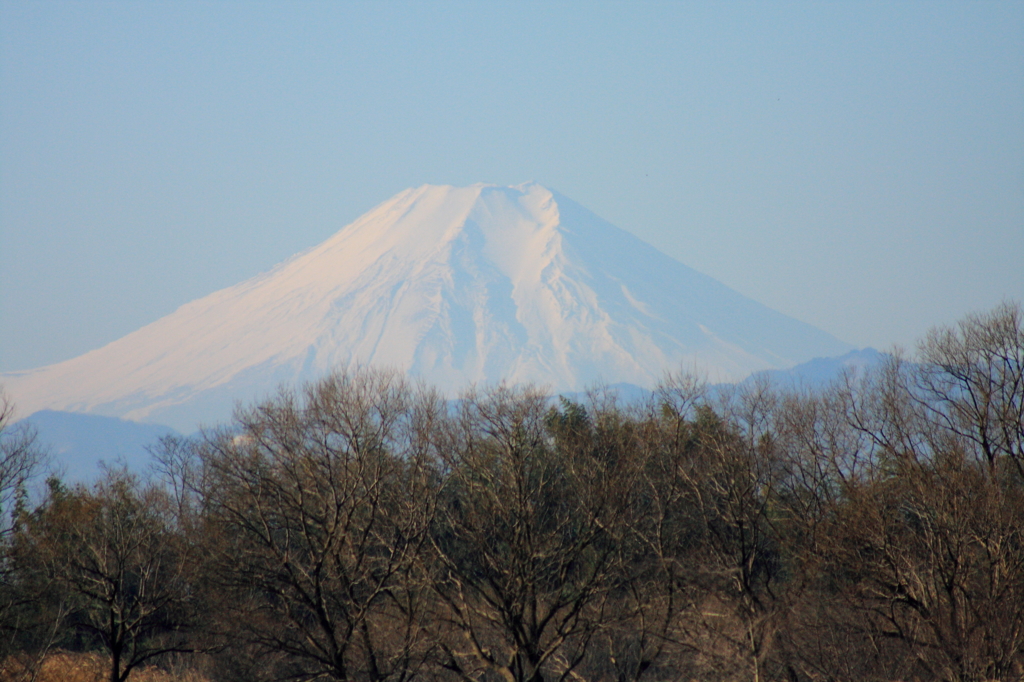 冬木と富士