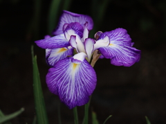 紫の菖蒲