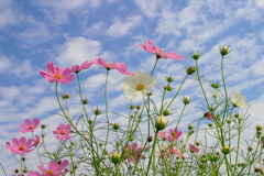 うろこ雲とコスモス