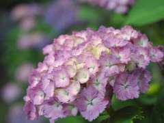 紫陽花咲く