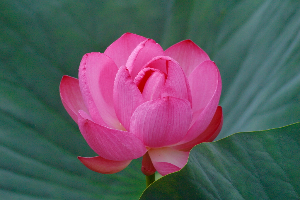 蓮の花