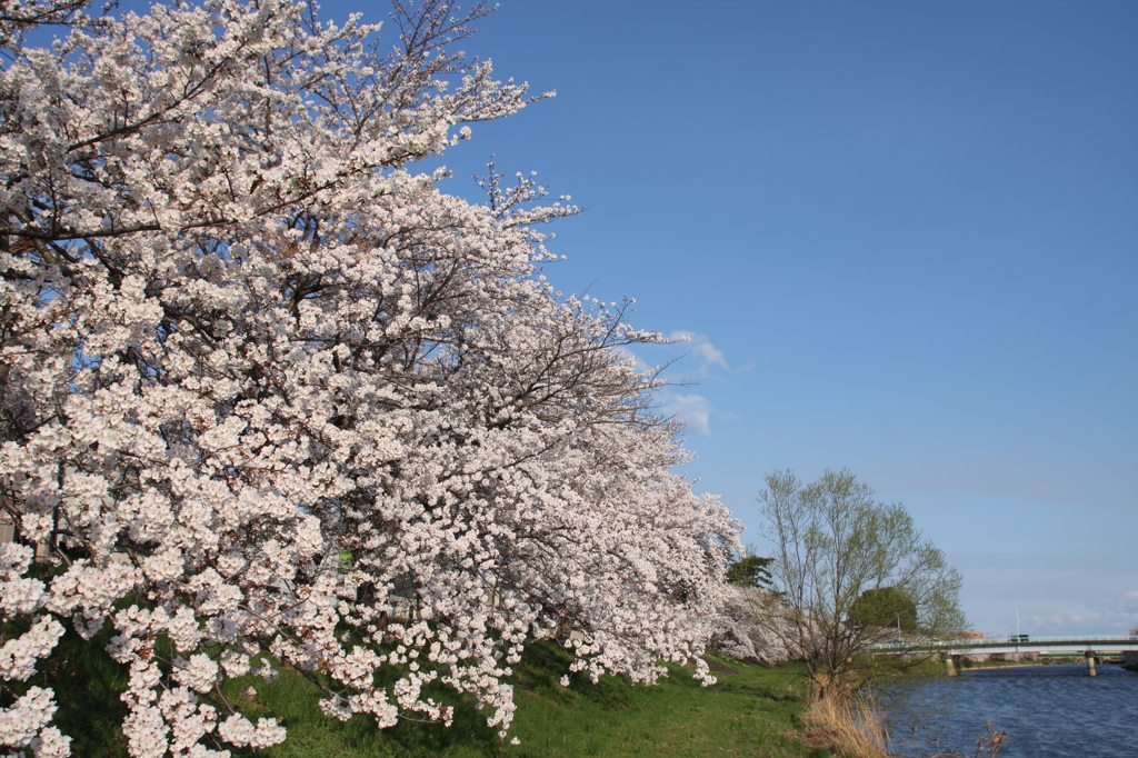 川原の桜