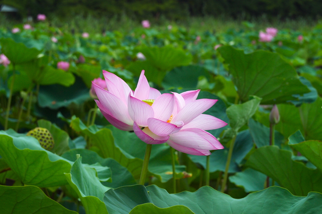 蓮沼の花