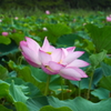 蓮沼の花