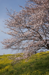 桜と菜の花