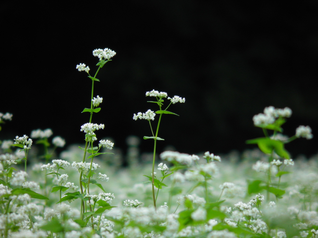 白い草花