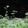 白い草花