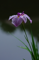 梅雨時の花菖蒲