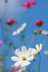花よ天まで