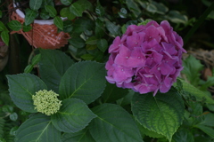 あじさい花とつぼみと