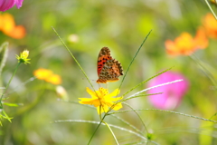秋桜野原の豹紋蝶