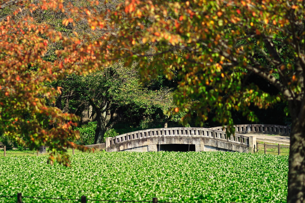 秋の石橋