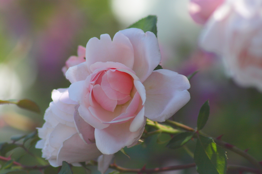 薄紅の薔薇