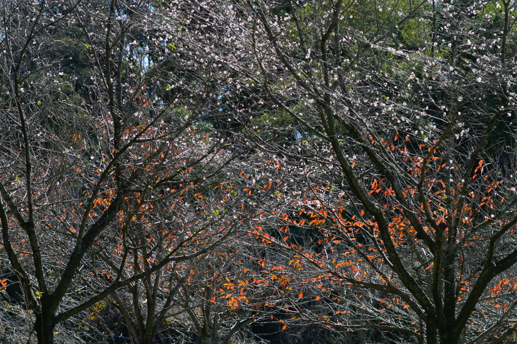 子福桜と桜の紅葉