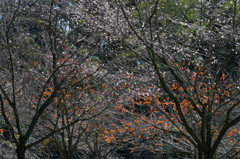 子福桜と桜の紅葉