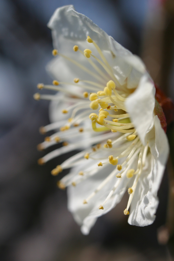 開花