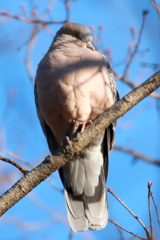 鳩も寒ぶ～