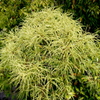樫の木の花