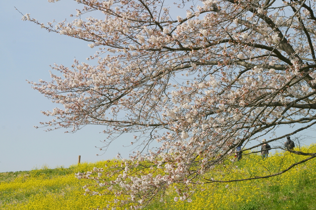 桜と菜の花