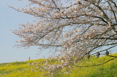 桜と菜の花