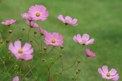 芝のコスモス