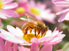 小菊と蜜蜂