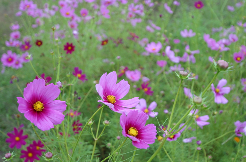 コスモス