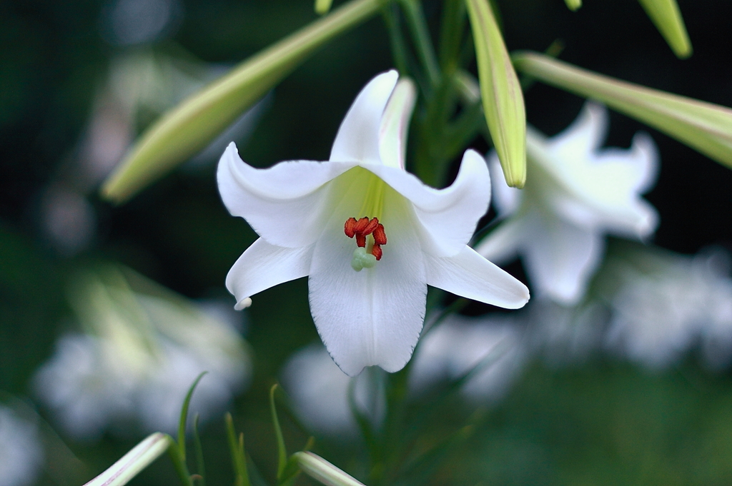 ユリの花