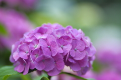 紫陽花２