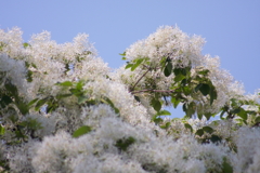 なんじゃもんじゃの花