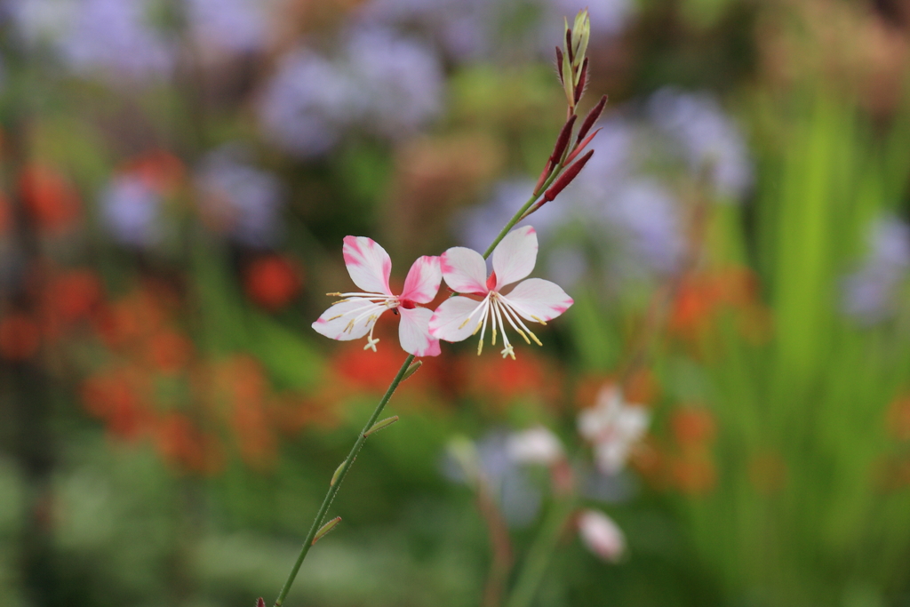 花壇の白蝶草