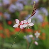 花壇の白蝶草