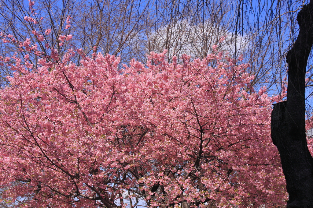 満開早桜
