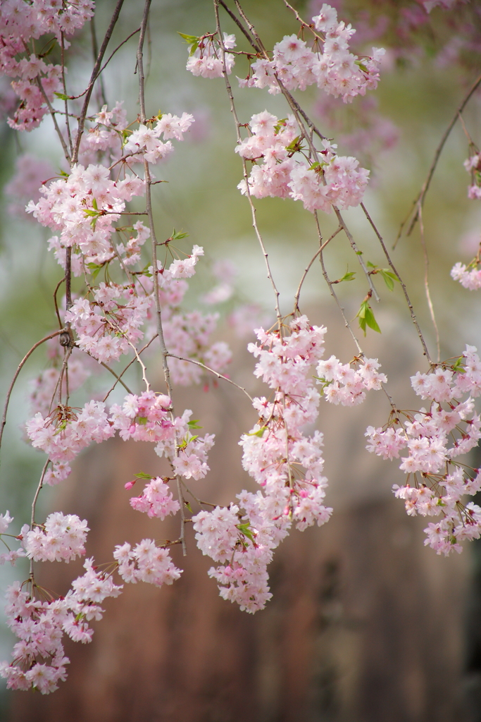 しだれ桜