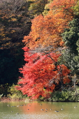 湖畔の紅葉