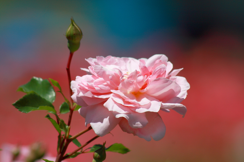 暑き日の薔薇