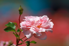 暑き日の薔薇