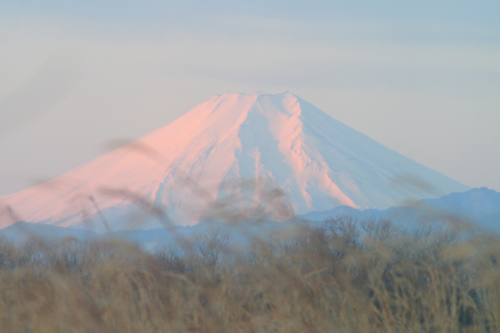葦野原の富士