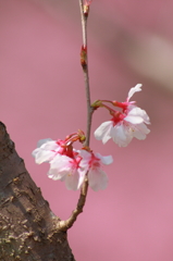 桜の小枝