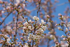 桜咲く三