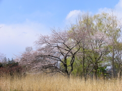 萌緑と桜