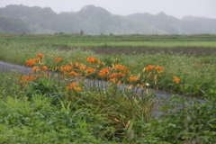 藪萱草咲く小径