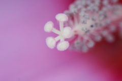 花の鼻？