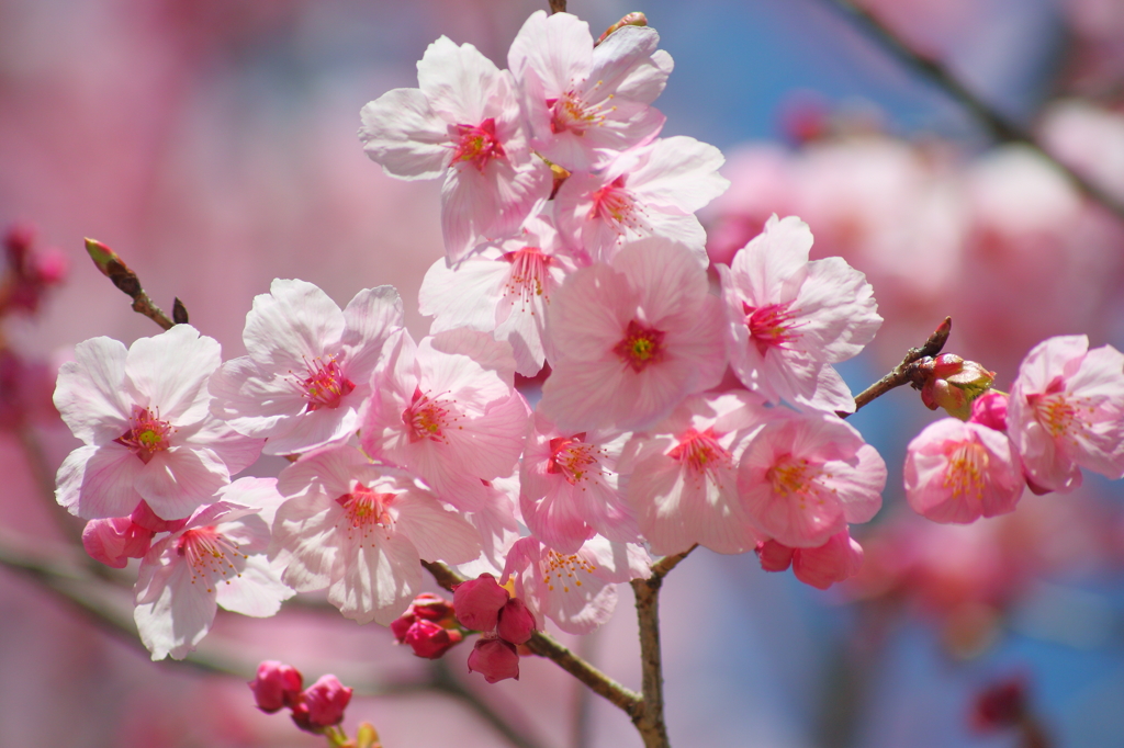 ヨウコウ桜